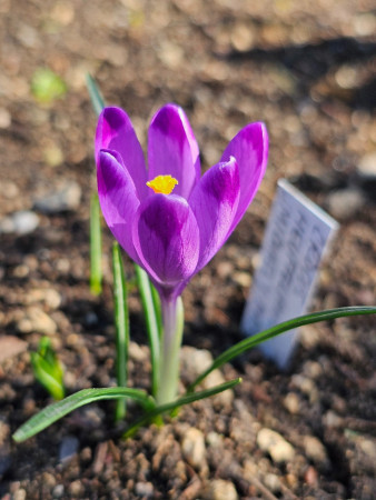 Crocus heuffelianus ´MICHAEL´S PURPLE´